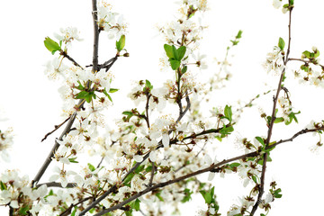 Flowering branch isolated on white