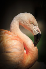 Caribbean flamingo ( Phoenicopterus ruber ruber )