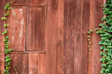 old wooden wall with green creeper plants