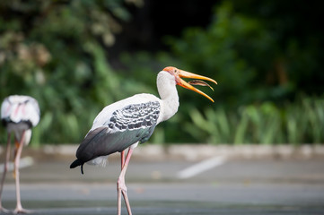 Painted Stork