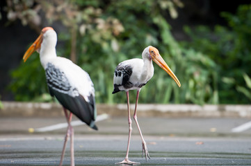 Painted Stork