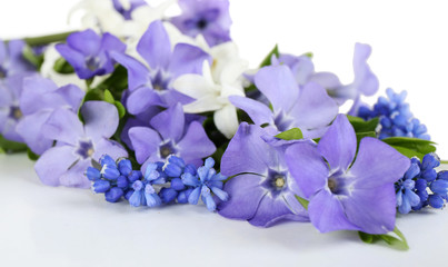 Purple periwinkle, closeup