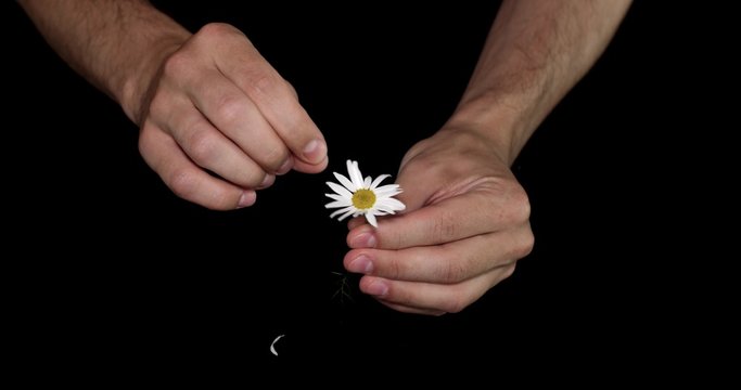 Man's hands guessing playing he loves me, he loves me not by tearing off petals of small daisy flower