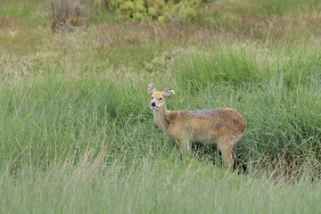 chinese water deer (Hydropotes inermis)