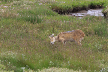 chinese water deer (Hydropotes inermis)