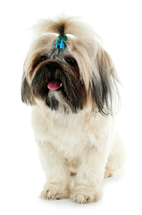 Cute Shih Tzu isolated on white