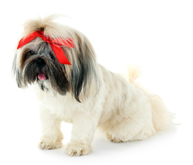 Cute Shih Tzu isolated on white