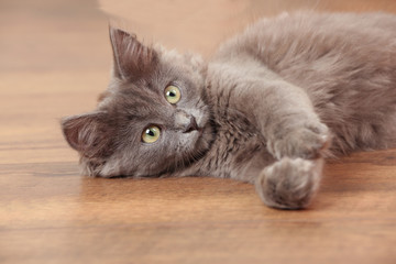Cute gray kitten plays on floor at home