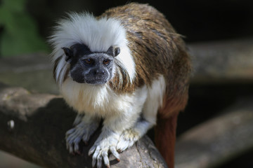 cotton-topped tamarin (Saguinus oedipus)