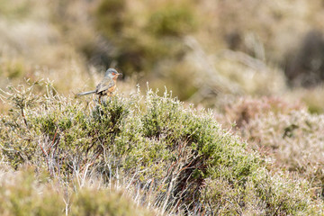 Dartford warbler (Sylvia undata)