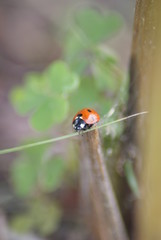 Ladybug
