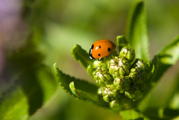 Obraz premium Ladybug