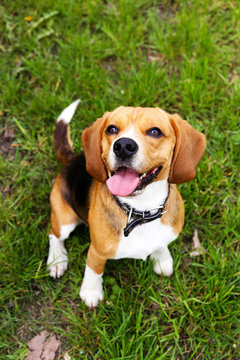 Funny cute dog in park