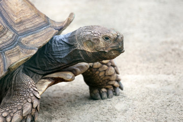 portrait of a big turtle