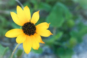 Yellow Daisy