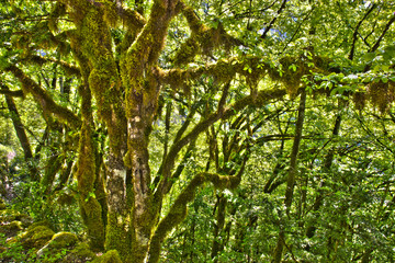 The forest covered with moss.