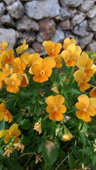 Orange Pansies

Orange pansies in an Israeli public park