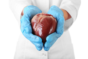 Fototapeta premium Heart in doctor hands isolated on white