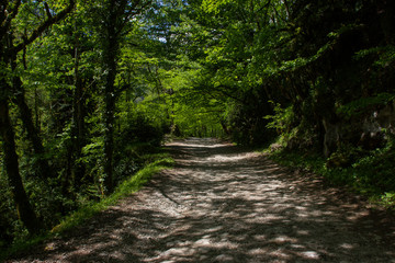 Fototapeta na wymiar Road in a mountain forest.