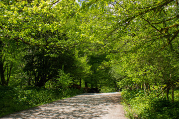 Road in a mountain forest.