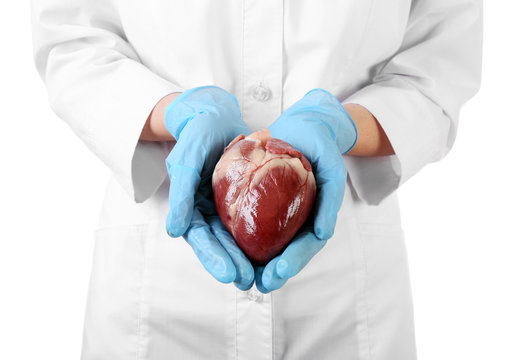 Heart in doctor hands isolated on white