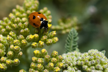 Ladybug