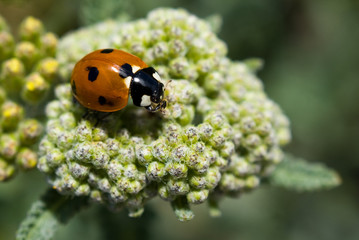 Ladybug