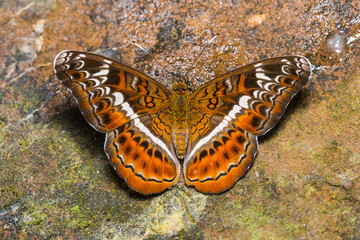 The Knight butterfly