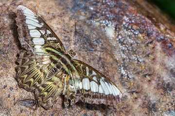 Clipper butterfly
