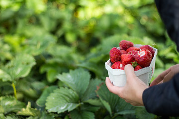 Someone holding a tray full of strawberries