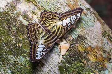 Clipper butterfly