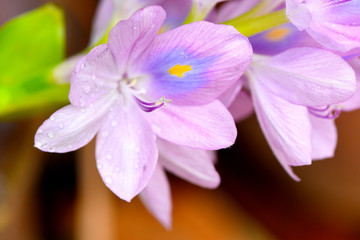 Water Hyacinth., Flowers