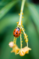 Ladybug