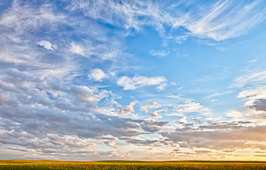 Landscape of a canola field in Alberta Canada at dusk.