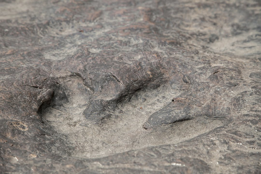 dinosaur footprints