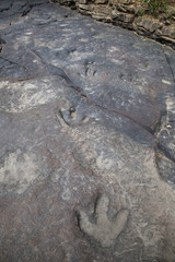 dinosaur footprints
