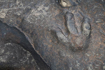 dinosaur footprints