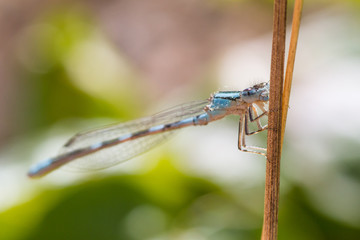 Macro of a blue damselfly holding onto a stem. 