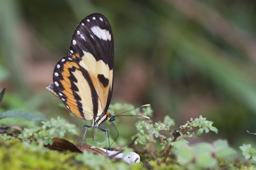 Brazilian butterfly