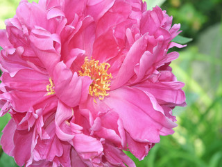 Peony Perfection © lynda lehmann