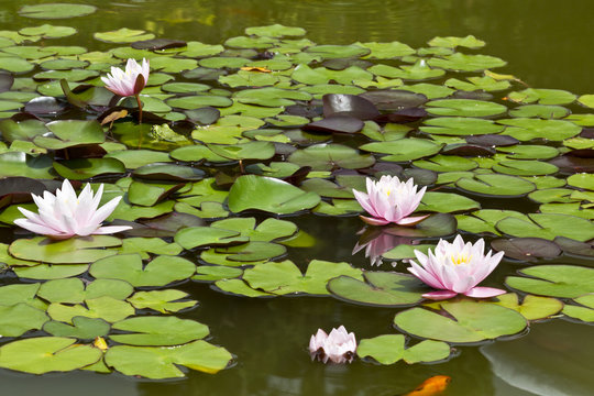 Nymphaea, whity-pink nymphea - water plants