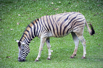 Fototapeta na wymiar Grevy's zebra or Equus grevyi, in the Sao Paulo zoo
