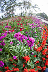 beautiful Flower with soft focus color filtered background