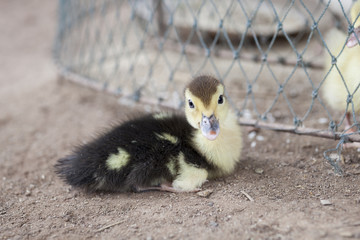 little yellow duck in farm