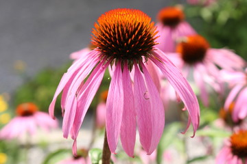 "Pale Purple Coneflower" (or Echinacea) in Innsbruck, Austria. Its scientific name is Echinacea Pallida, native to USA. (See my other flowers)