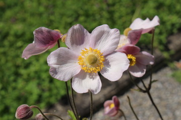Pinkish "Windflower" in Innsbruck, Austria. Its scientific name is Anemone Tomentosa, native to Northern China. (See my other flowers)