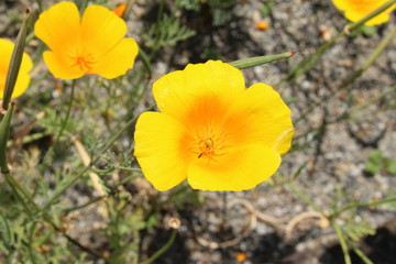 Obraz premium Yellow 