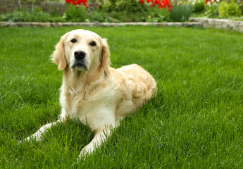 Adorable Labrador sitting on green grass, outdoors