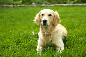 Adorable Labrador lying on green grass, outdoors