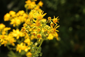 Yellow "Ragwort" flowers (or Tansy Ragwort, Benweed, St. James-wort, Ragweed, Stinking Nanny) in Innsbruck, Austria. Its scientific name is Senecio Jacobaea (or Jacobaea Vulgaris), native to Europe.